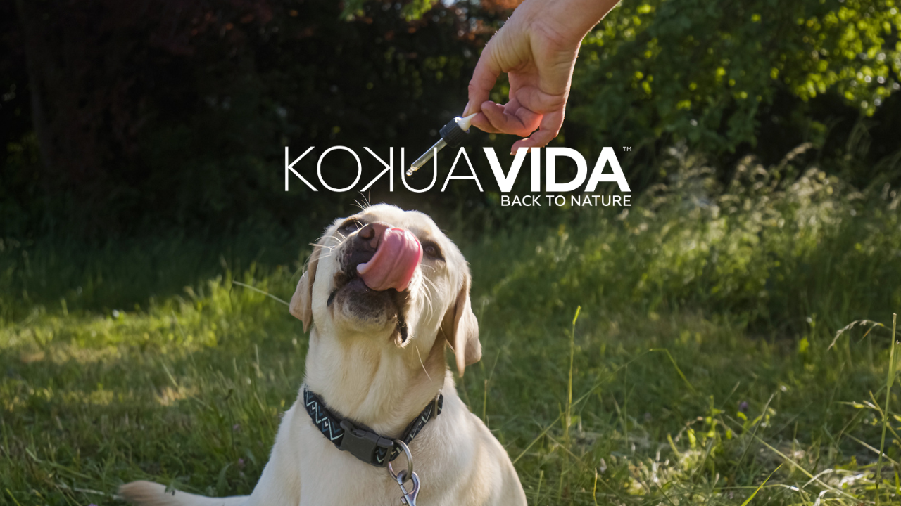 The Benefits of CBD for Animals