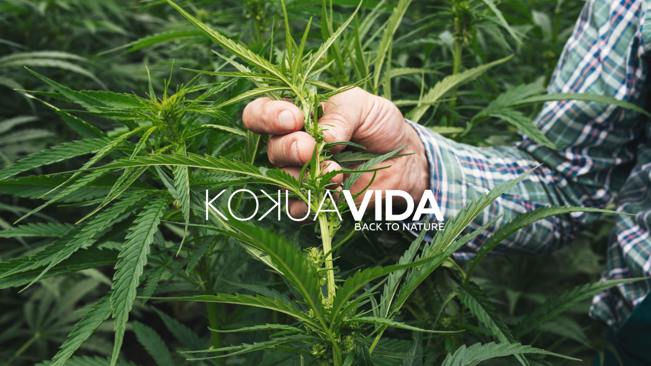 Hemp Quality Is Our Core Concern