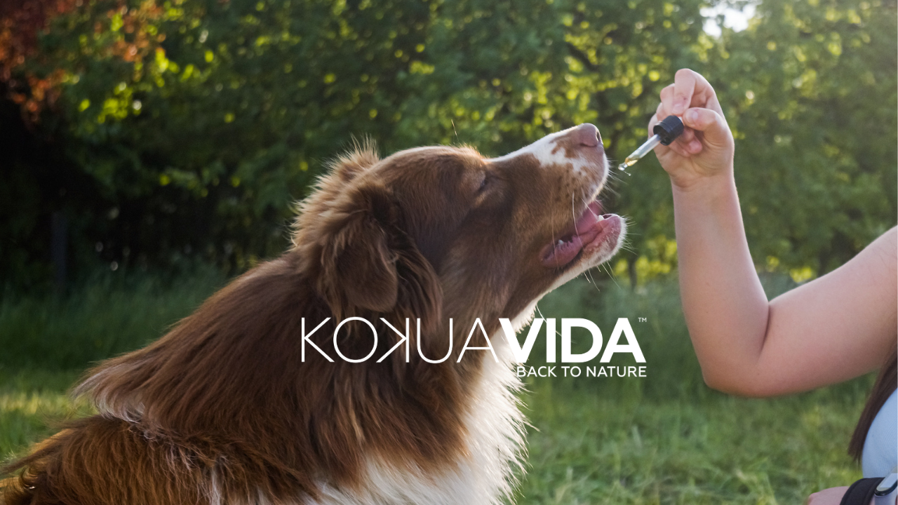 Pawsitive Vibes: CBD Hemp Chews for Your Furry Friend's Well-being