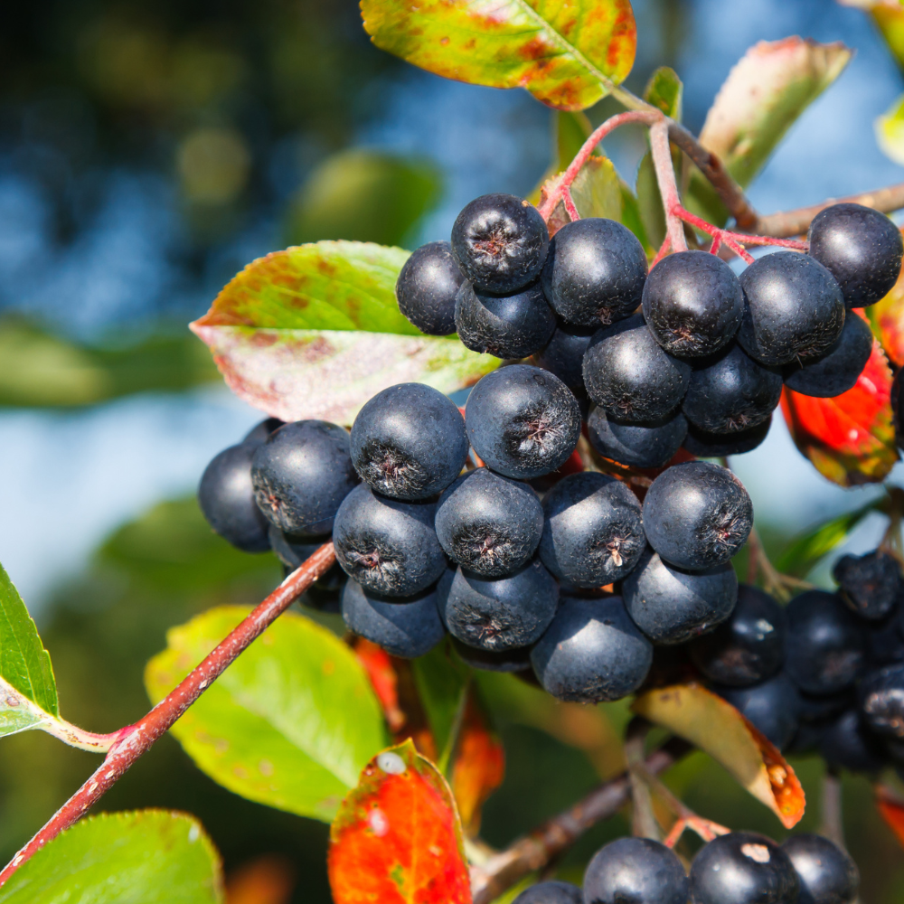 Harnessing the Power of Aronia Berry