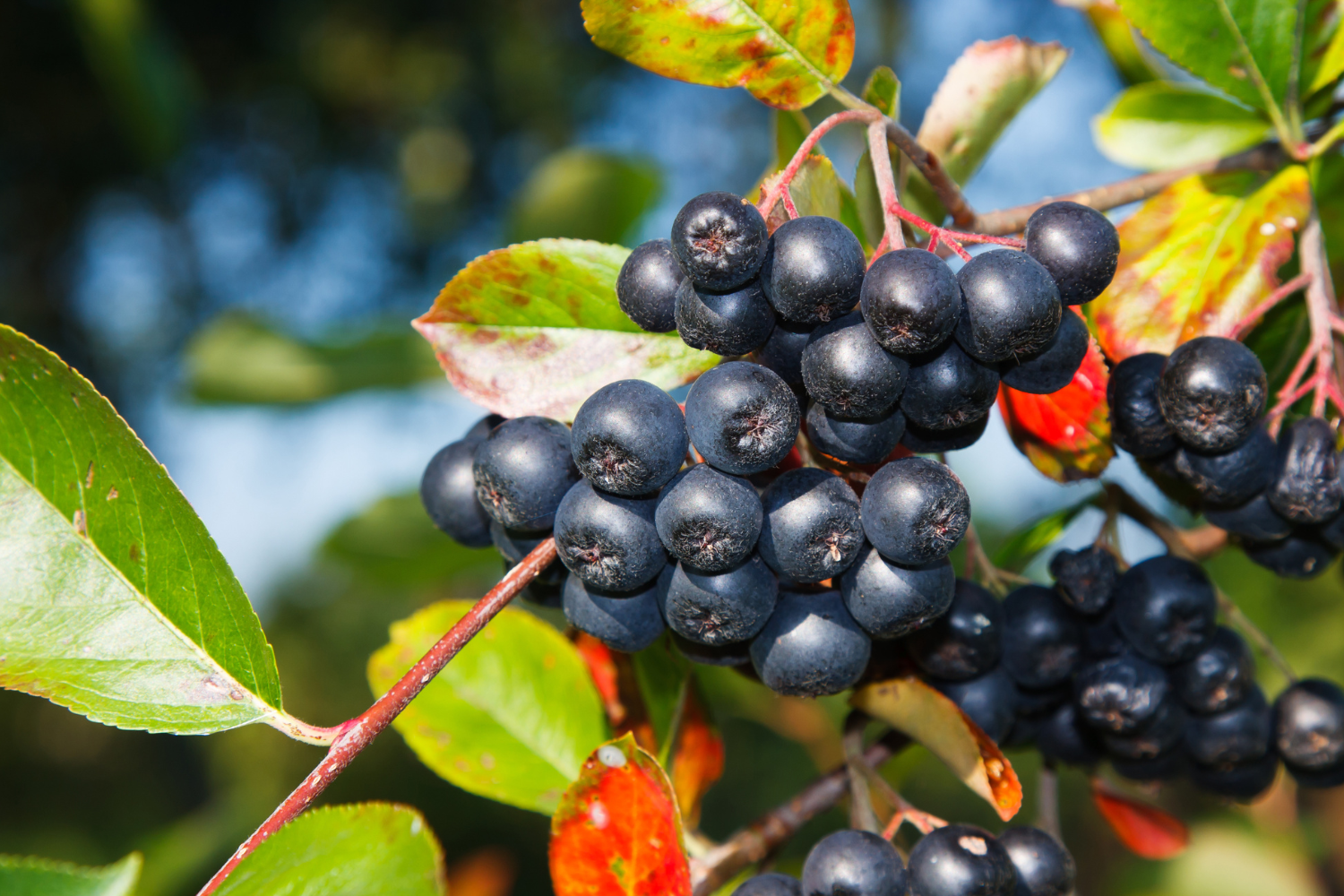 Harnessing the Power of Aronia Berry
